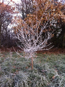 Frosted tree in Wanstead Park by Scott Whitehead